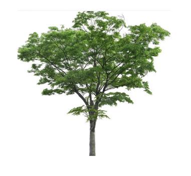 櫸樹批發