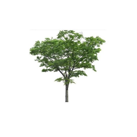 櫸樹批發