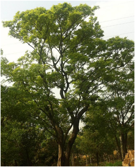 汪家苗圃供應(yīng)櫸樹