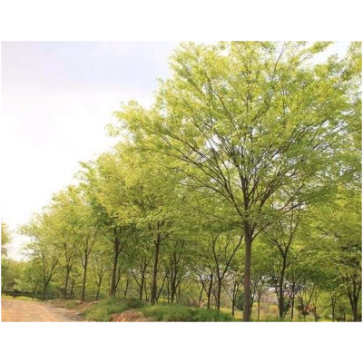 櫸樹批發