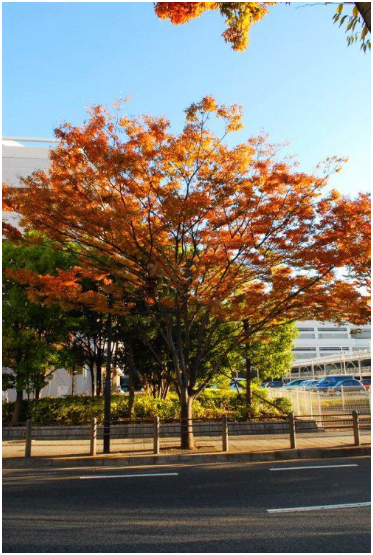紅櫸樹