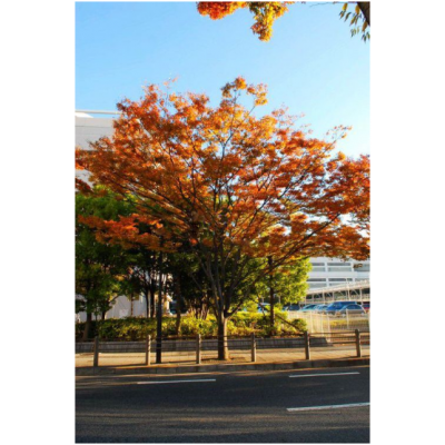 紅櫸樹