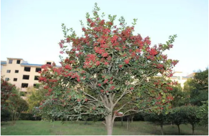 供應(yīng)紅果冬青、櫸樹