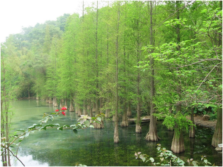 供應(yīng)水杉，櫸樹