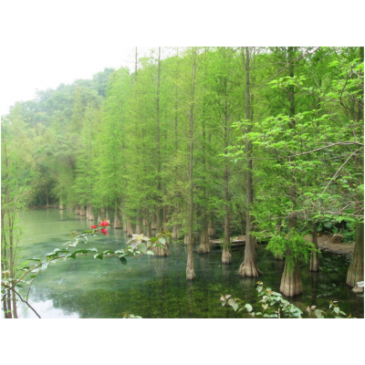 供應水杉，櫸樹